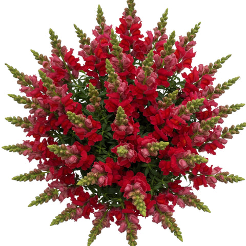 Classic Bouquet of Red Snapdragons - Flowers Box London