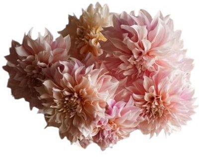 Classic Cafe au Lait Dhalia Bouquet - Flowers Box London