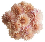Classic Cafe au Lait Dhalia Bouquet - Flowers Box London