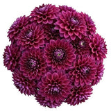Classic Cerise Dahlia Bouquet - Flowers Box London