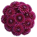 Classic Cerise Dahlia Bouquet