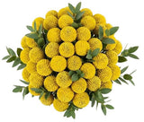 Classic Craspedia Bouquet - Flowers Box London
