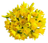 Classic Daffoldis Bouquet - Flowers Box London