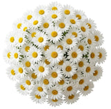 Classic Daisies Bouquet - Flowers Box London