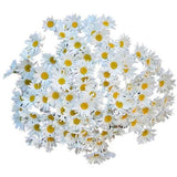 Classic Daisies Bouquet - Flowers Box London