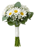 Classic Daisy Leucanthemum Bridal Bouquet - Flowers Box London