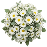 Classic Daisy Leucanthemum Bridal Bouquet - Flowers Box London