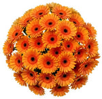 Classic Orange Gerbera Bouquet