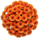 Classic Orange Gerbera Bouquet
