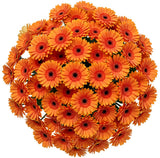Classic Orange Gerbera Bouquet