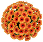 Classic Orange Gerbera Bouquet