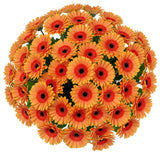 Classic Orange Gerbera Bouquet