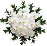 Classic Phalaenopsis Orchids Bouquet with Greenery - Flowers Box London