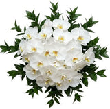 Classic Phalaenopsis Orchids Bouquet with Greenery - Flowers Box London