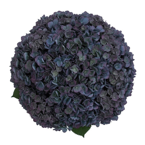 Classic Pimpernel Hydrangea Bouquet - Flowers Box London