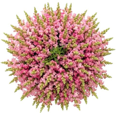 Classic Pink Snapdragon Bouquet - Flowers Box London