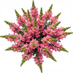 Classic Pink Snapdragon Bouquet