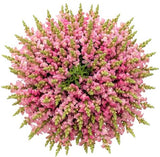 Classic Pink Snapdragon Bouquet