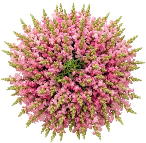 Classic Pink Snapdragon Bouquet