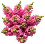 Classic Pink Snapdragon Bouquet