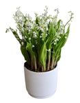 Classic Pot of Luxury Lily of Valley with Roots