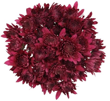 Classic Purple Chrysanthemum Bouquet