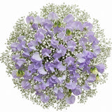 Classic Sweet Pea and Gypsophila Bouquet - Flowers Box London