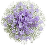 Classic Sweet Pea and Gypsophila Bouquet - Flowers Box London