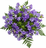 Classic Sweet Pea Bouquet with Greenery