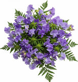 Classic Sweet Pea Bouquet with Greenery - Flowers Box London