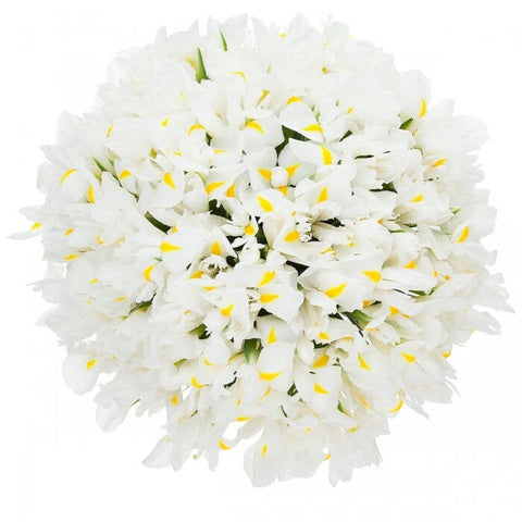 Classic White Iris Bouquet