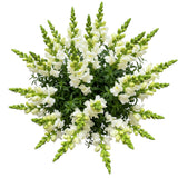 Classic White Snapdragon Bouquet - Flowers Box London
