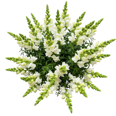 Classic White Snapdragon Bouquet