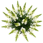 Classic White Snapdragon Bouquet - Flowers Box London