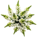Classic White Snapdragon Bouquet - Flowers Box London