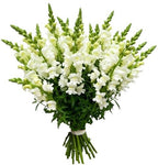 Classic White Snapdragon Bouquet - Flowers Box London