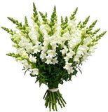 Classic White Snapdragon Bouquet - Flowers Box London