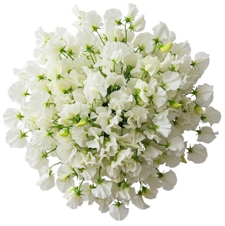 Classic White Sweet Pea Bouquet