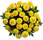 Classic Yellow Dahlia Bouquet