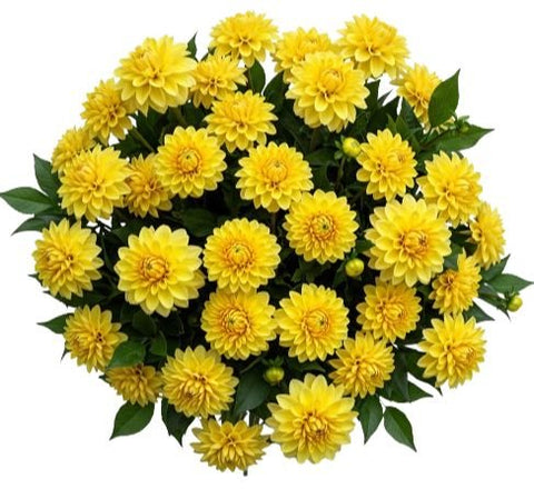 Classic Yellow Dahlia Bouquet - Flowers Box London