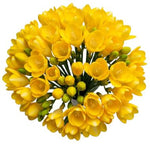 Classic Yellow Freesia Bouquet