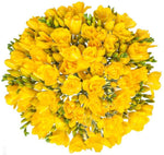 Classic Yellow Freesia Bouquet