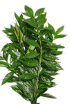 Cocculus Laurifolius - Stunning Evergreen Plant for Home Decor - Flowers Box London