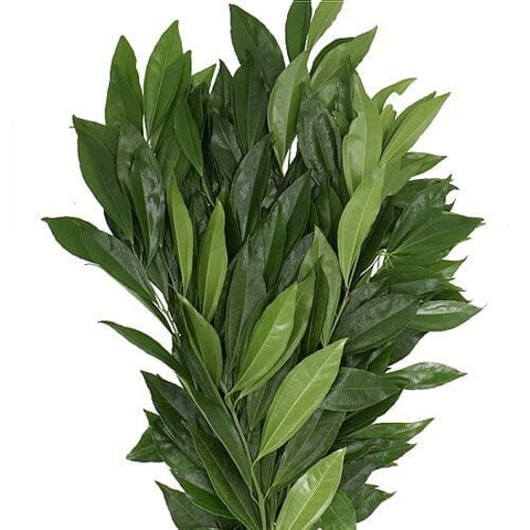 Cocculus Laurifolius - Stunning Evergreen Plant for Home Decor - Flowers Box London