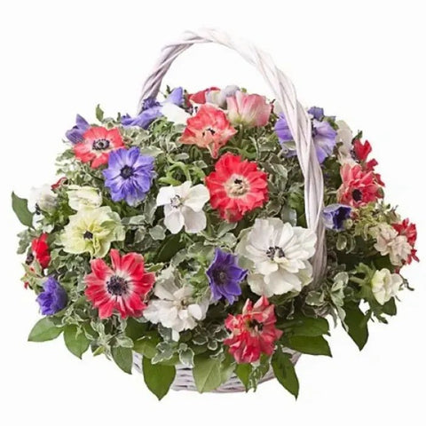 Colored Anemone Basket - Flowers Box London
