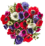 Colored Anemones Bouquet