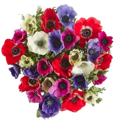 Colored Anemones Bouquet - Flowers Box London