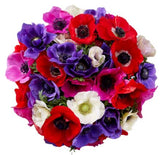 Colored Anemones Bouquet