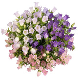 Colored Campanula Bouquet - Flowers Box London