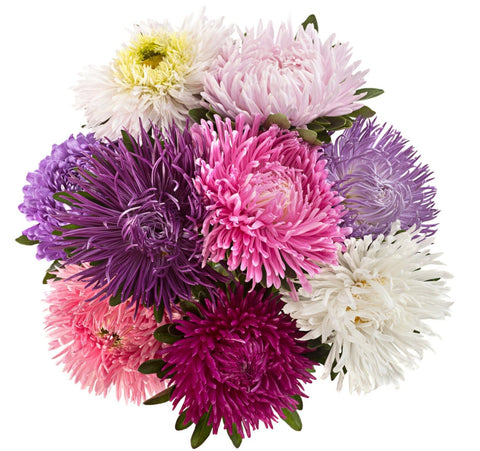 Colored China Aster Bouquet - Flowers Box London